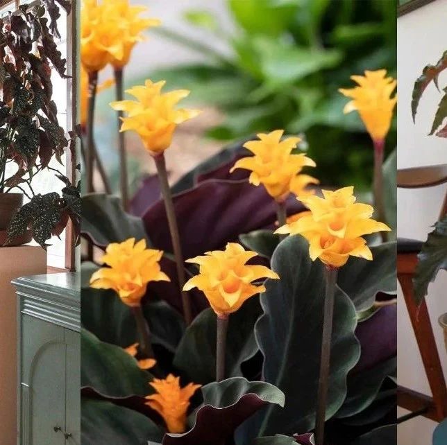 10种可以在室内半阴环境的开花植物，附详细养护指南