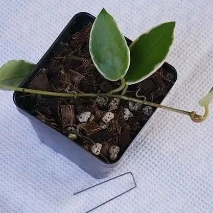 一起学习3种繁殖盆栽球兰的好方法，可快速培育新幼苗