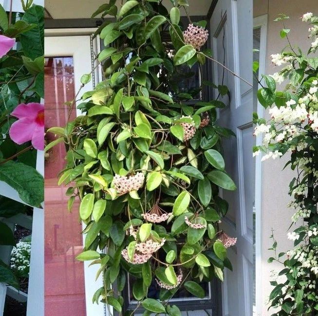 三类容易开花的室内盆栽植物，注意这几点，窗台边也能养开花