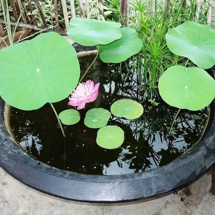 水养植物和土培植物滋生的害虫，用三种药可彻底解决，远离虫害