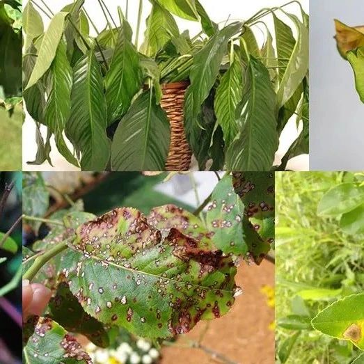 盆栽植物养室内最常出现的10个问题，不及时解决，植物就容易挂