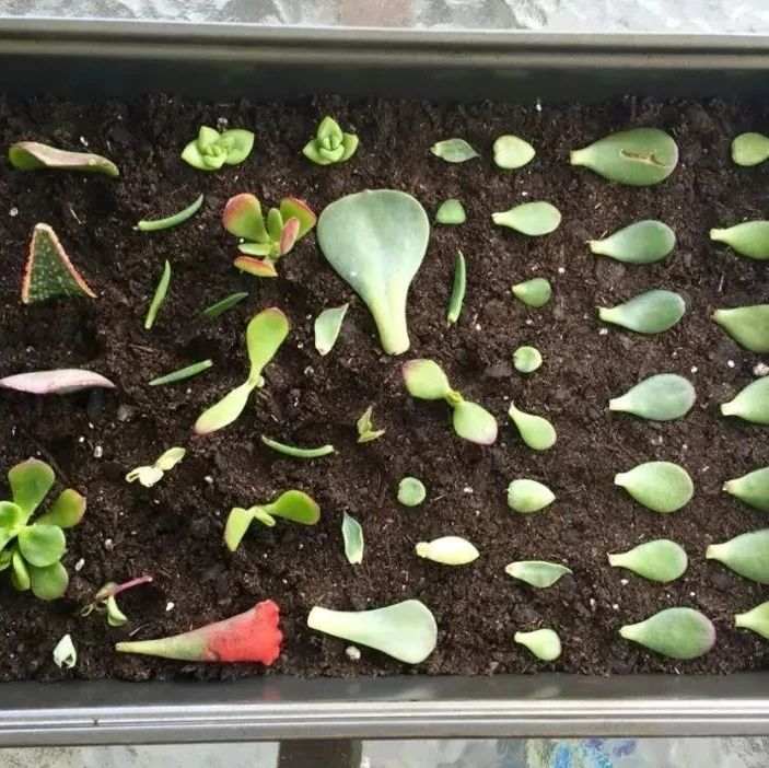 轻松繁殖多肉植物的三种方法，不要觉得养多肉有多难