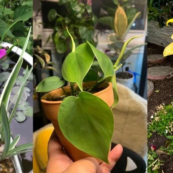 植物浇水黄金法则，让养花变得轻松，养啥花都能活