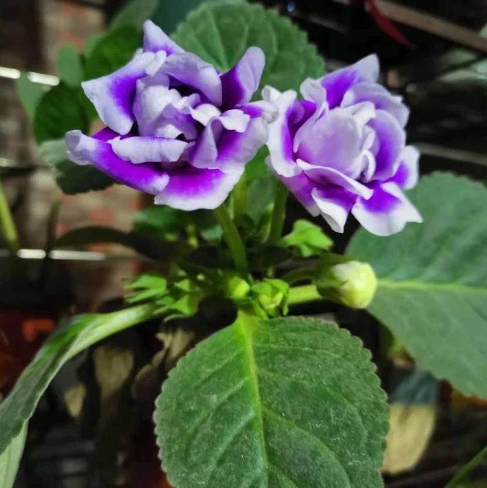 8种适合养窗台上的开花植物，给散射光就能经常有花看，适合新手