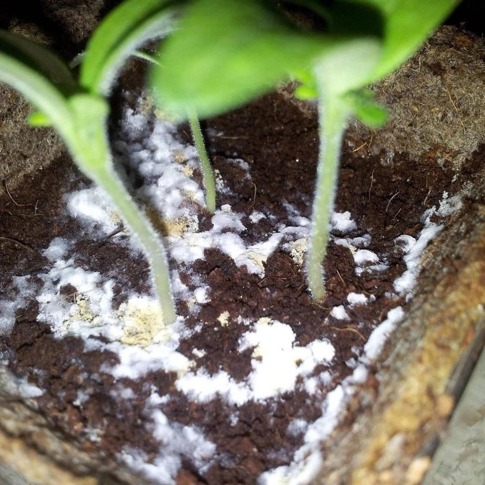 家里的盆栽植物土面长满白色毛毛，这些霉菌对人和植物有害吗？