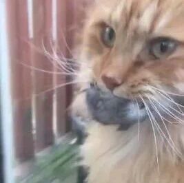 猫抓了一只老鼠回来要送礼，结果主人连门都不敢开！