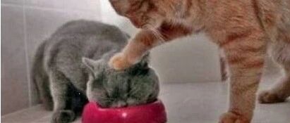 月薪3k和月薪3w如何选择猫粮？