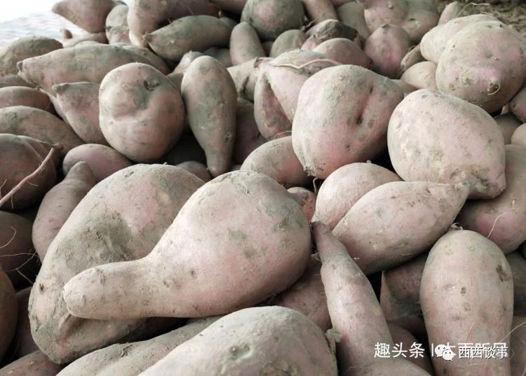 种植的红薯，啥时候收获好？