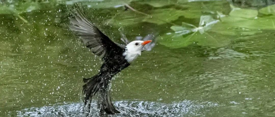 強大的快拍性能，尼康D6鳥類拍攝實戰分享