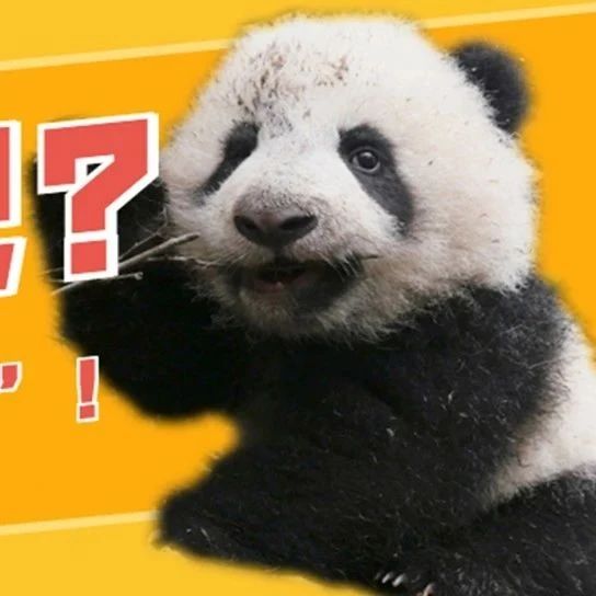 What？你们熊猫也穿上“摇粒绒”了？