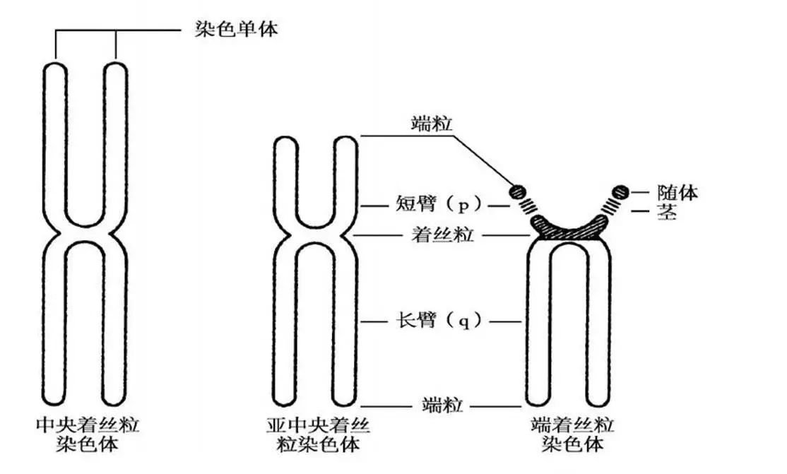 染色体及染色体常见疾病 健康教育 十堰市太和医院 公立三甲综合医院 全国改革创新医院 太和医疗集团