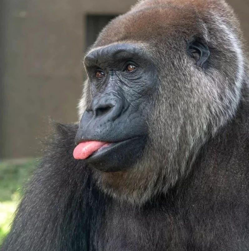 二货喂大猩猩喝水,乖乖来,看完差点笑死,哈哈!