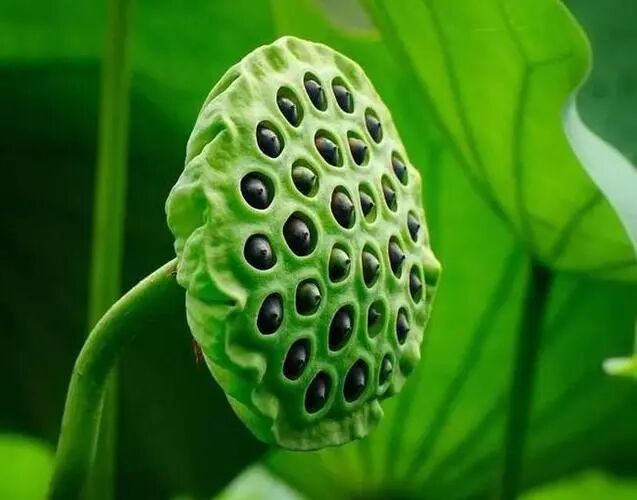 藏在身边的“天然护肝王”，敞开肚皮吃，肝病不近身！