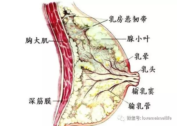 也非肿瘤,是乳腺组织与间质不同程度的增生与复原所致的乳腺结构在
