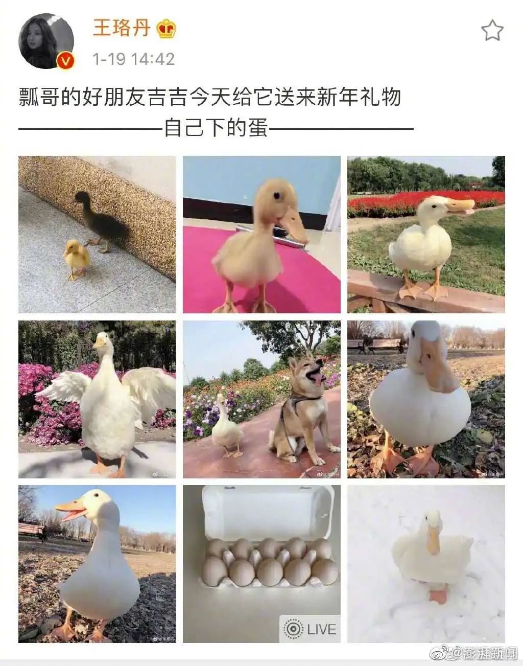 王珞丹呼吁保护野生鸟类