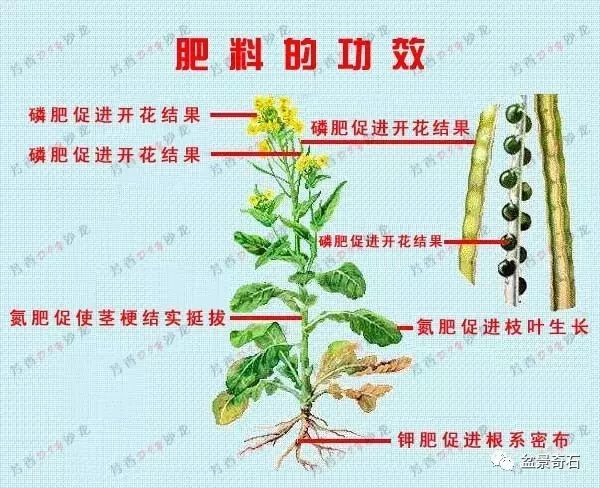 教你学会氮磷钾的作用和使用方法 必读 老崔绿林园艺 微信公众号文章阅读 Wemp