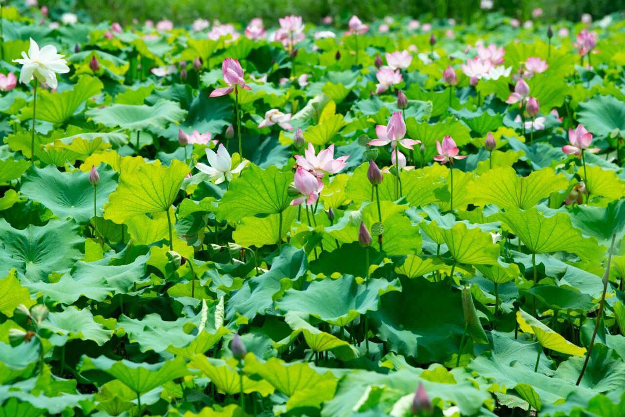 荷花|荷花开啦！韶关这些免费赏荷圣地，你知道几个？