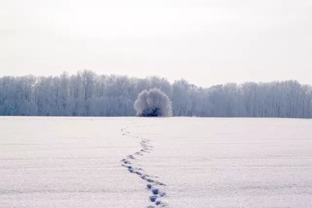 微信公众平台编辑器雪地上的脚印正文模板素材样式下载