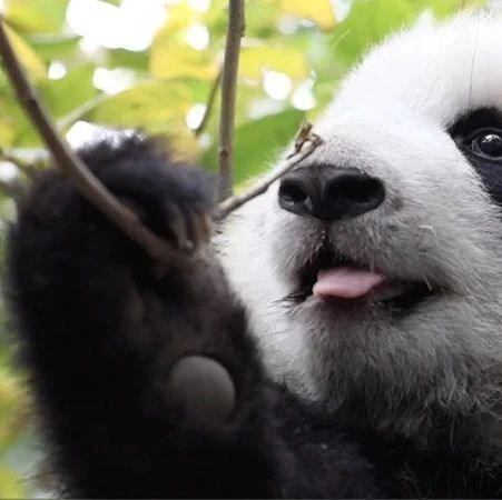 熊猫宝宝爬树的动力是什么？|熊猫一刻