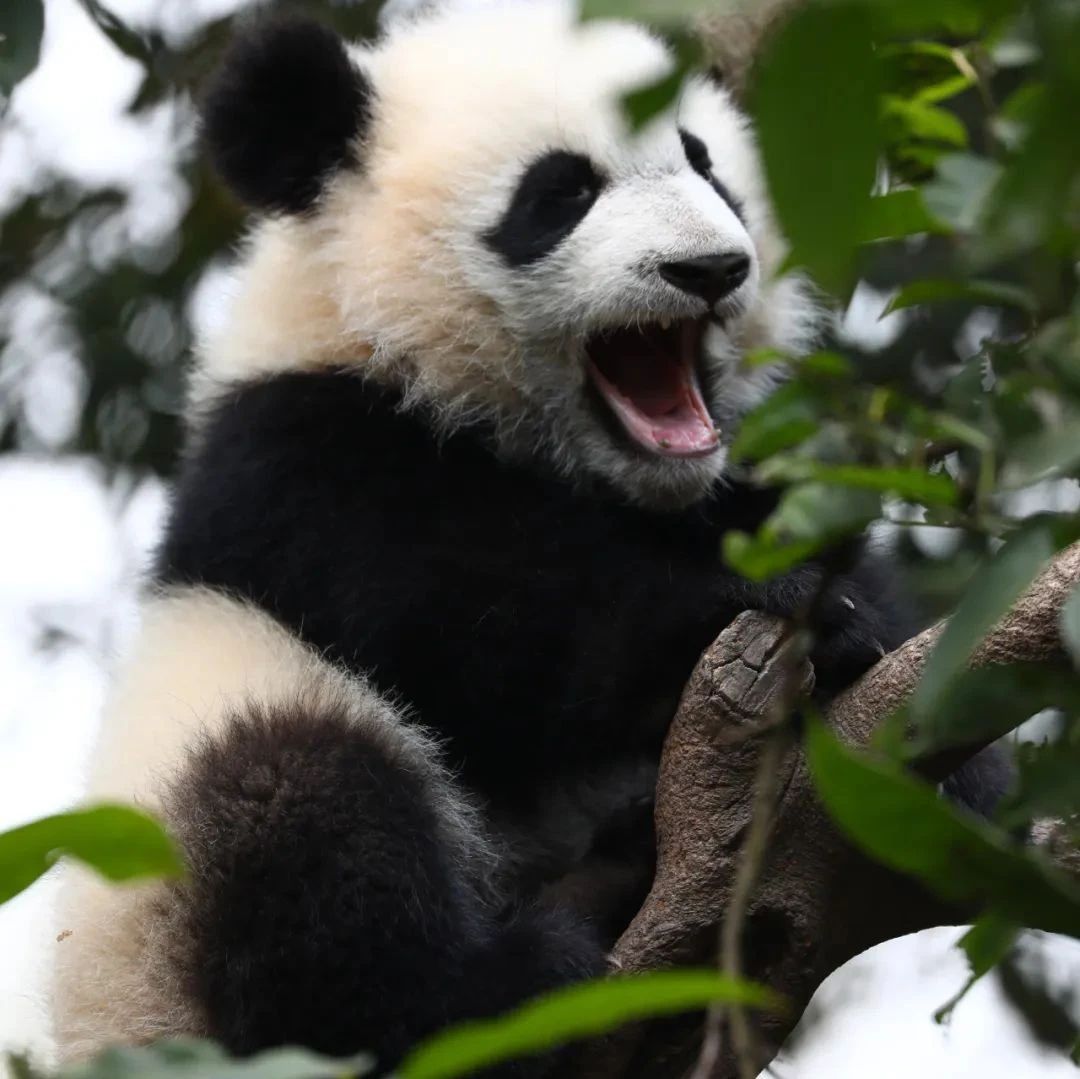 是什么东西能让大熊猫也乖乖排队？