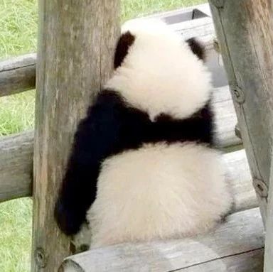 辟谣，大熊猫才不是人扮的！