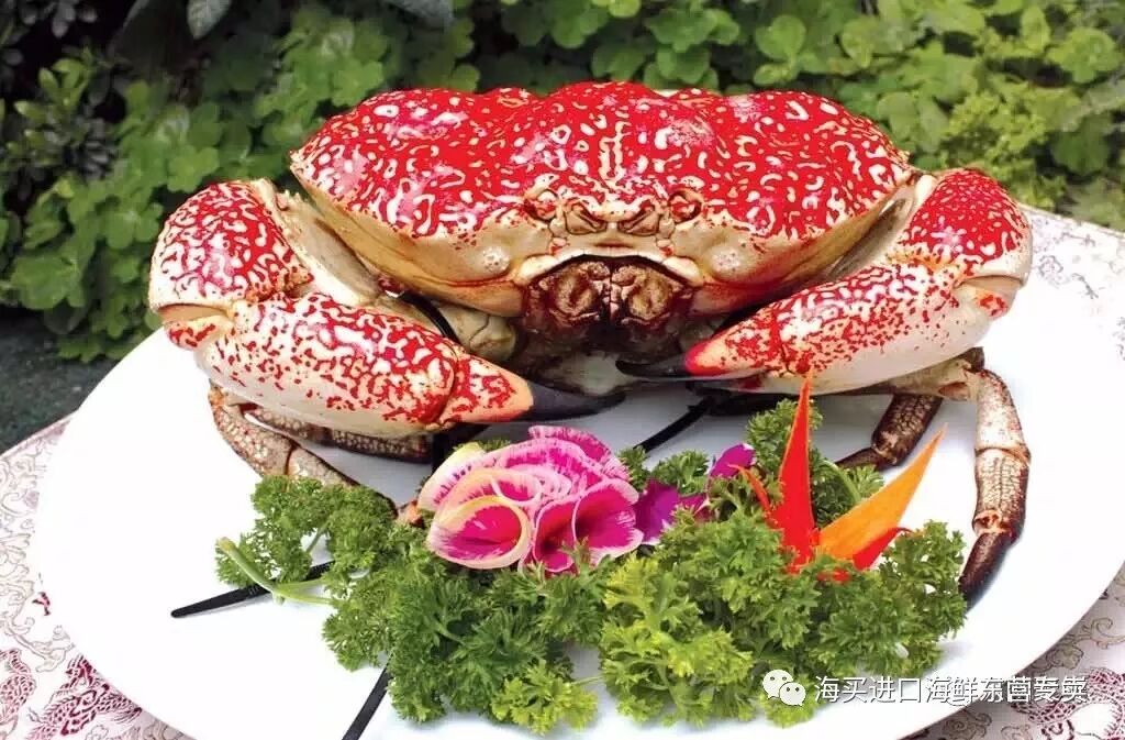 蟹中重量级极品美味——澳洲皇帝蟹