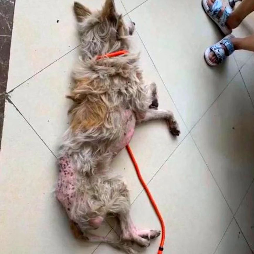 苏牧犬没了价值被弃在路边，被救后将飞国外生活，却突发疾病离开