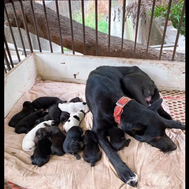 狗狗两年前做了绝育手术，没想到如今生下14只小狗，一家人都懵了