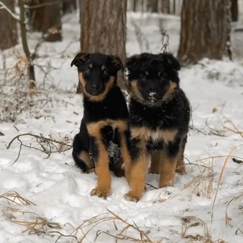 3只小狗待在雪地里，网友感觉不对劲掉头营救，改变了它们的一生