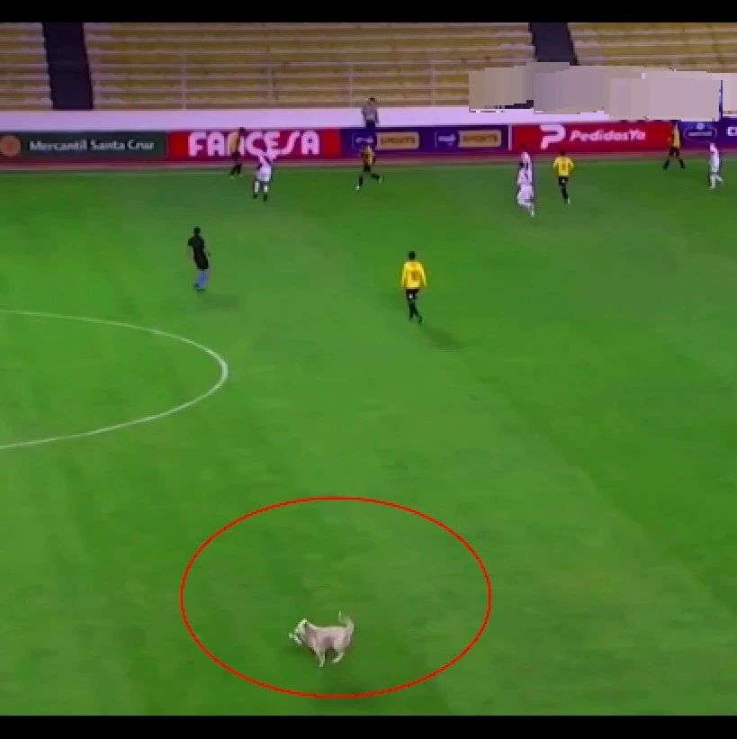 流浪狗误闯入足球比赛，被裁判“罚”出场后，幸运被球员收养了！