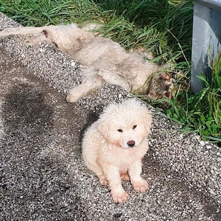 狗妈妈死在了路边草地上，2个月大的狗狗寸步不离守了3天，谁也不能靠近