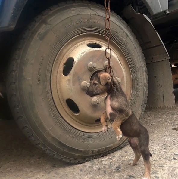 货车司机用铁链将狗吊起，身体悬空都快要窒息了，还说只是教育它