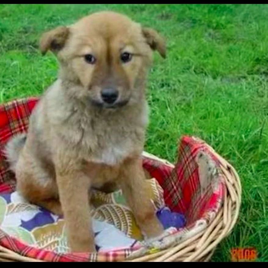 06年爆红全国的小土狗，主人淡泊名利默默救助流浪狗，让人钦佩