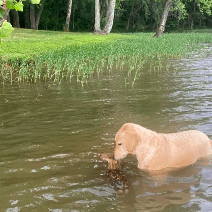 为了救落水的小鹿，狗狗第一次下湖游泳，最后累得都上不了岸了！