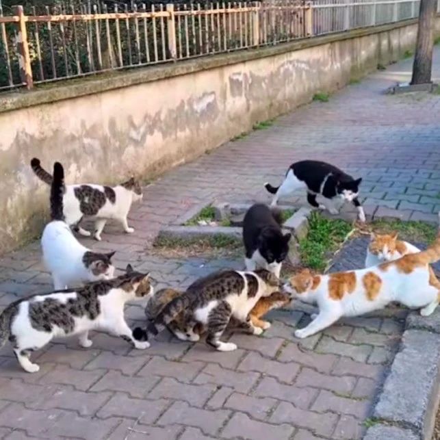 8只公猫“围殴”1只母猫，场面极度尴尬，网友巧妙撒了把狗粮解围