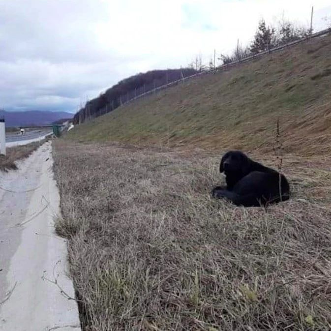 一只黑狗出现在高速路旁，以为是出了车祸，检查结果却让人寒心！