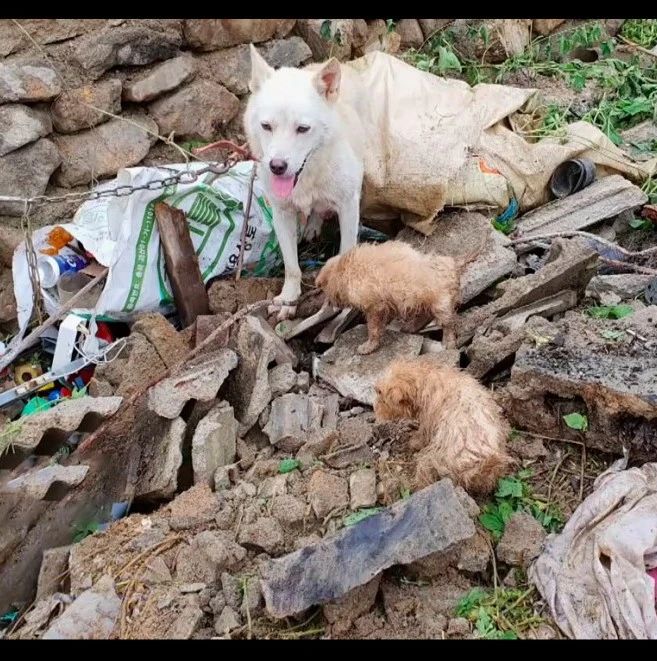 孩子被土堆掩埋，狗妈妈嚎叫向村民求救，最终成功挖出4只小狗！
