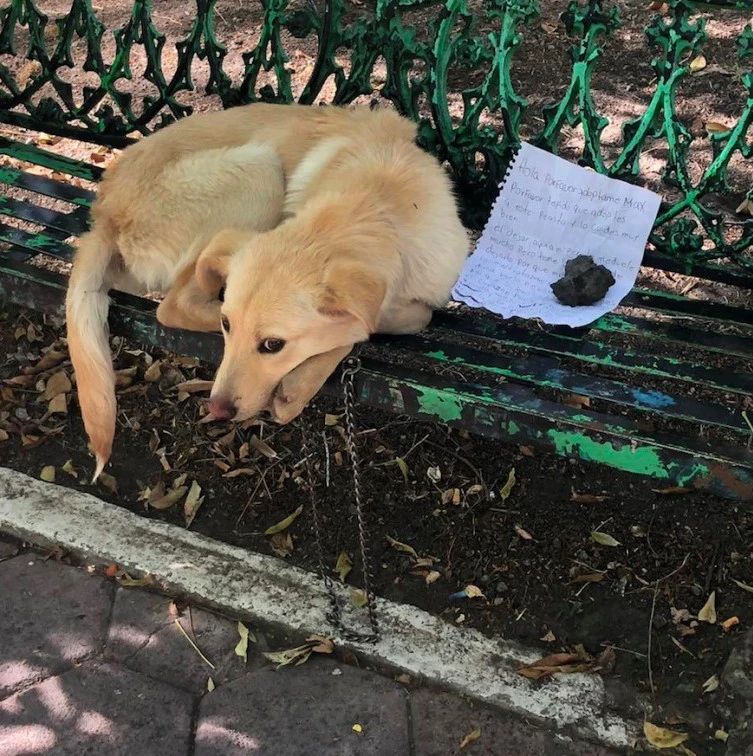 狗狗被拴在公园长椅上，旁边纸条上的内容，看了让人心疼又愤怒！