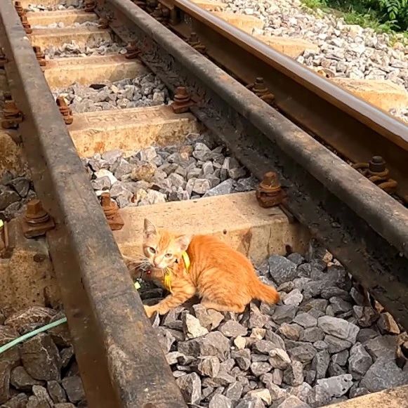 小猫被困在铁轨中间，绳子被螺丝钉勾住了好几圈，危险随时会来临