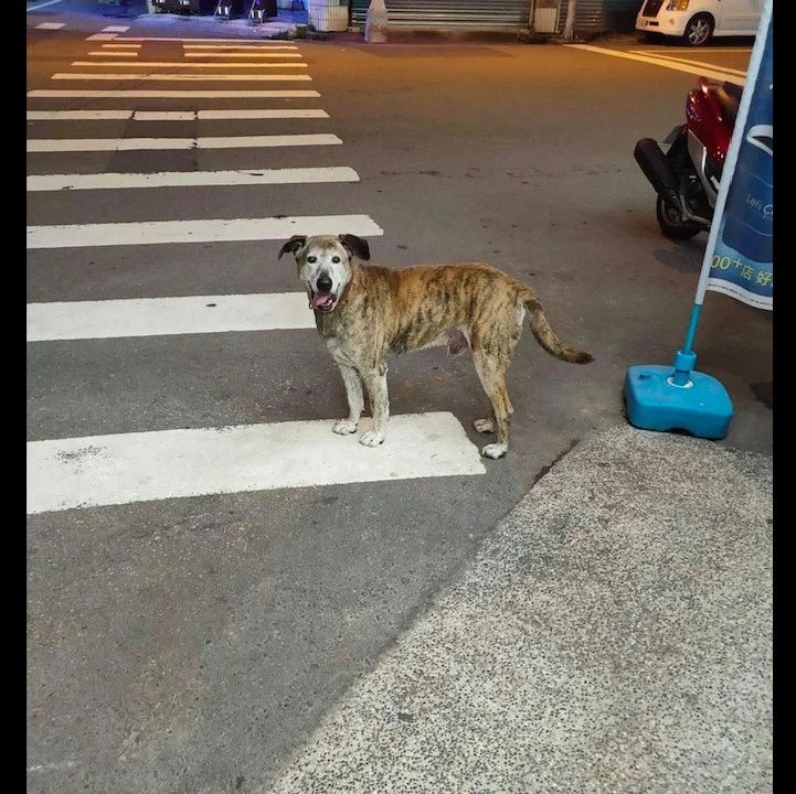 在垃圾站徘徊的狗，对食物不感兴趣，只为了等一位来扔垃圾的男子