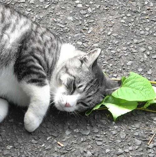 小猫咪有大计划，吸猫薄荷还能驱蚊呢！