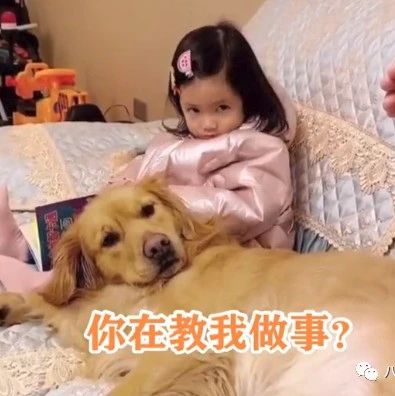 爸爸不让狗狗躺孩子身上 ，结果被两小家伙怒瞪30秒：你再动一下试试！