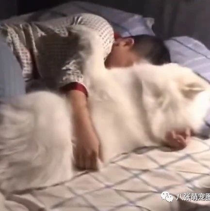 男子抱狗狗睡觉鼾声如雷，狗狗：鼾声这么大，还好意思笑话我？