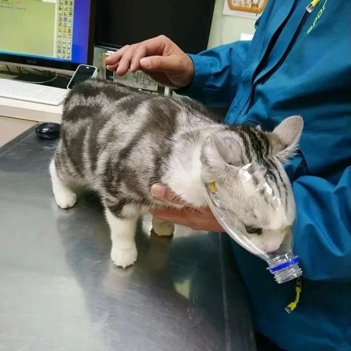 带猫看诊被笑是猪，医生看到这一幕，也忍不住笑了！