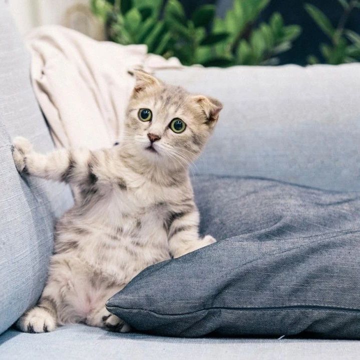周末读书会：如果你的猫主子会开口说话，那它说不定也是一个哲人