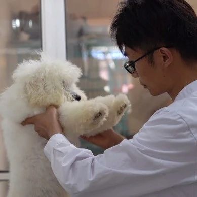 辣油视频 | 宠物问诊师9年为上万只宠物“云”治病