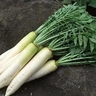 冬天白萝卜和它炖！降三高，防感冒！来年不怕病