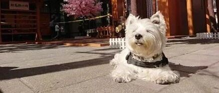 整天带狗狗去上班吹空调，谁知竟直接丧命