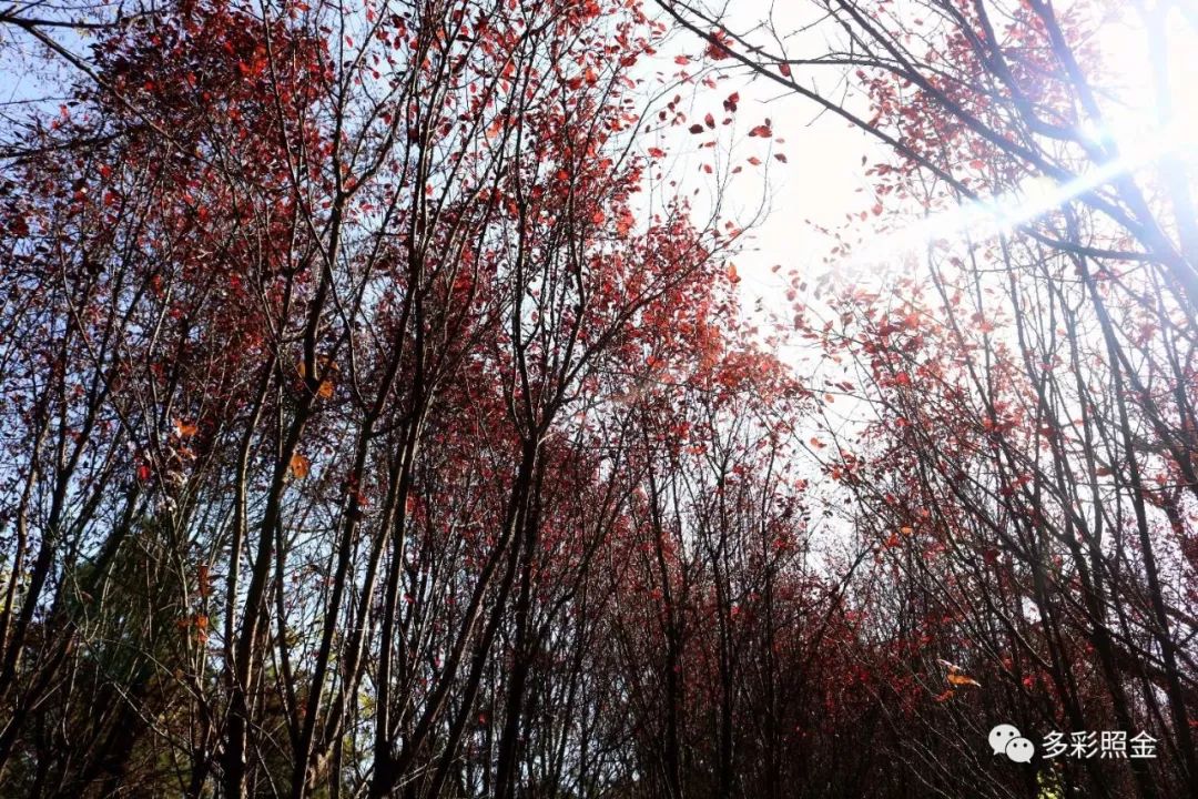 大香山红叶什么时候最好看 错过就要等明年 中国 照金香山旅游景区 照金烽火耀陕甘林海梵音问香山