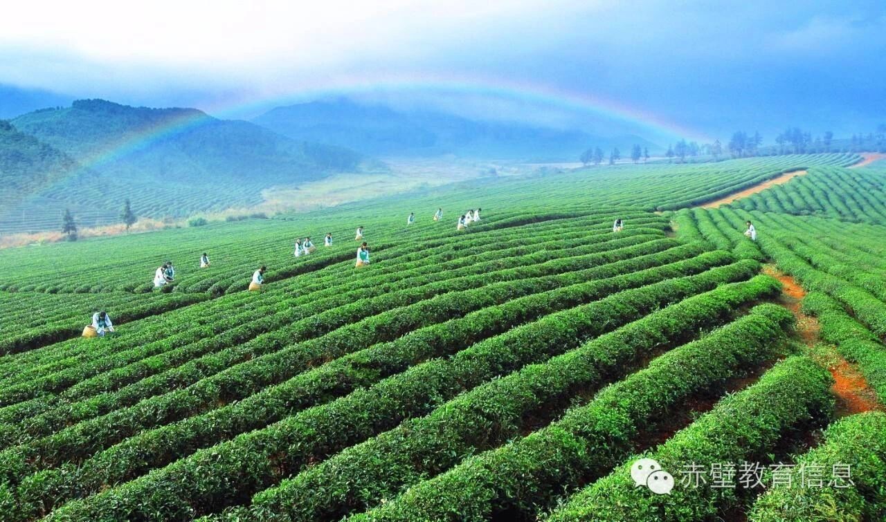 黑茶的4大误区，你知道几个？